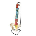 Didactic Spine Premium